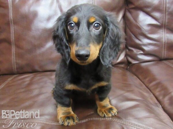 Dachshund DOG Male Black and Tan 26227 Petland Frisco, Texas