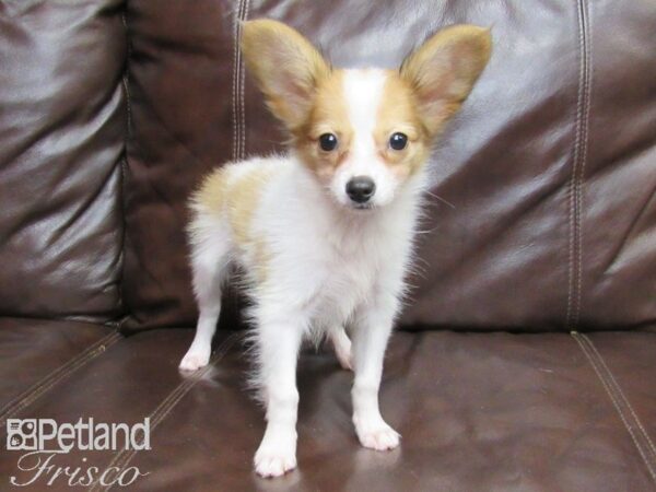 Papillon DOG Female Red and White 26367 Petland Frisco, Texas