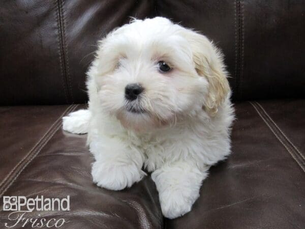 Shih Tzu/Miniature Schnauzer-DOG-Female-White and Apricot-26383-Petland Frisco, Texas
