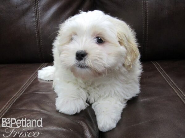 Shih Tzu/Miniature Schnauzer DOG Female White and Apricot 26383 Petland Frisco, Texas