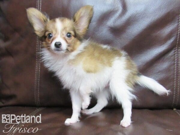 Papillon DOG Male Red and White 26368 Petland Frisco, Texas