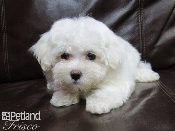 Maltese-DOG-Female--26369-Petland Frisco, Texas