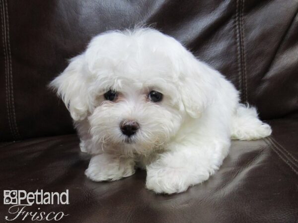 Maltese DOG Female 26369 Petland Frisco, Texas