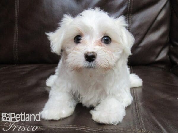 Maltese-DOG-Female-White-26370-Petland Frisco, Texas
