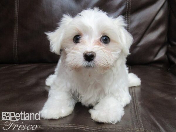 Maltese DOG Female White 26370 Petland Frisco, Texas