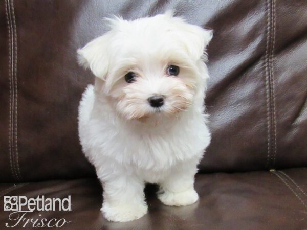 Maltese-DOG-Female-White-26371-Petland Frisco & Mckinney, Texas