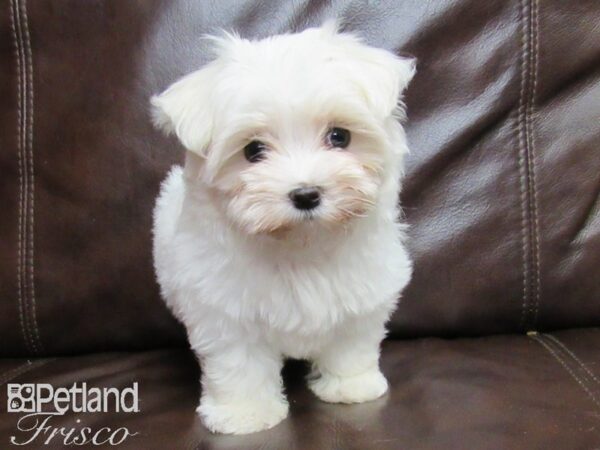 Maltese DOG Female White 26371 Petland Frisco, Texas