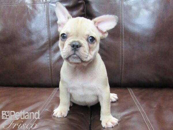 French Bulldog DOG Male Blue Fawn 26375 Petland Frisco, Texas