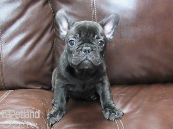 French Bulldog-DOG-Female-BRDL & WHT-26376-Petland Frisco & Mckinney, Texas