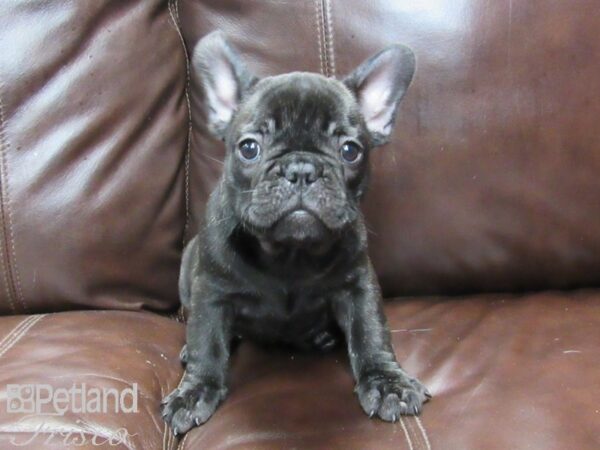 French Bulldog DOG Female BRDL & WHT 26376 Petland Frisco, Texas