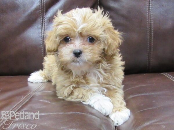 Shih-Poo-DOG-Male-Apricot and White-26377-Petland Frisco & Mckinney, Texas