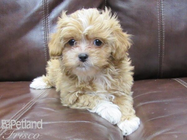 Shih-Poo DOG Male Apricot and White 26377 Petland Frisco, Texas