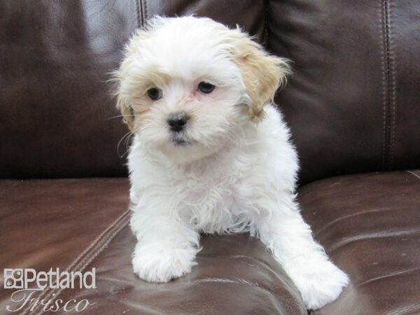 Shih-Poo DOG Female White and Apricot 26378 Petland Frisco, Texas