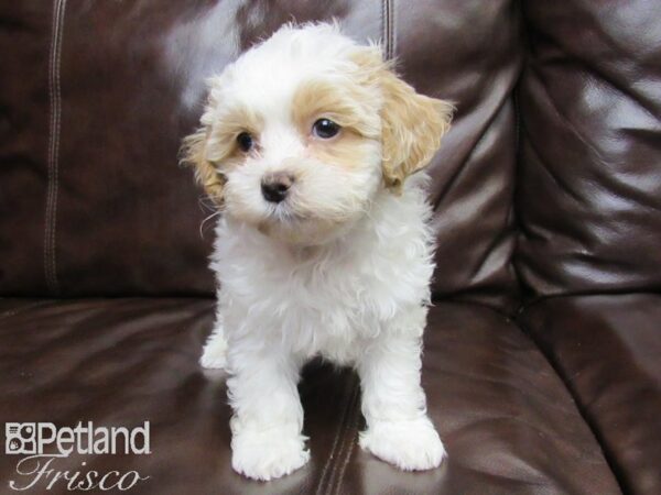 Shih-Poo DOG Male White and Apricot 26379 Petland Frisco, Texas