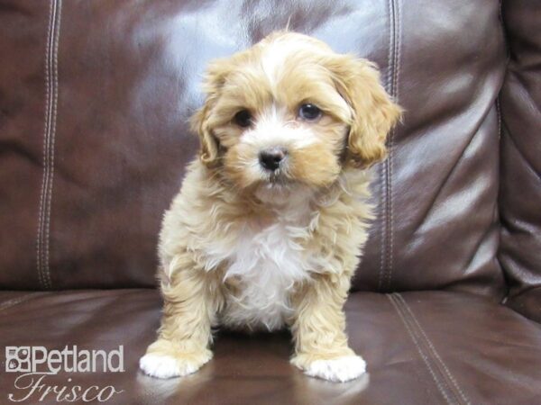 Shih-Poo-DOG-Male-Apricot and White-26380-Petland Frisco & Mckinney, Texas