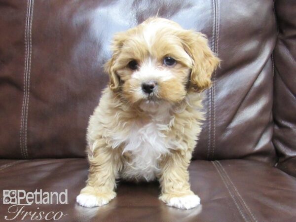 Shih-Poo DOG Male Apricot and White 26380 Petland Frisco, Texas