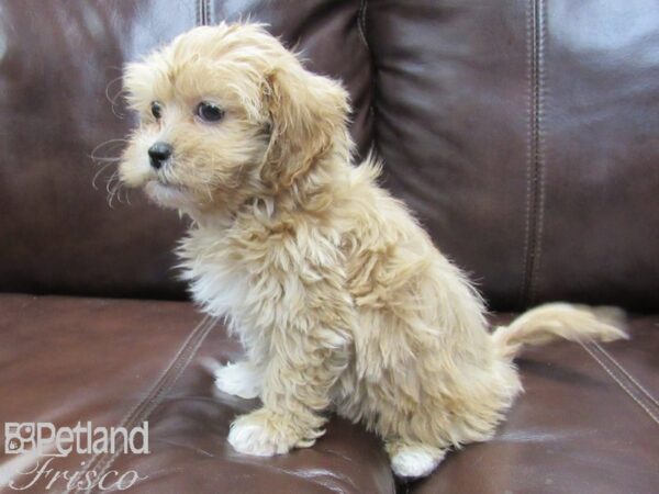 Shih-Poo DOG Male Apricot and White 26381 Petland Frisco, Texas