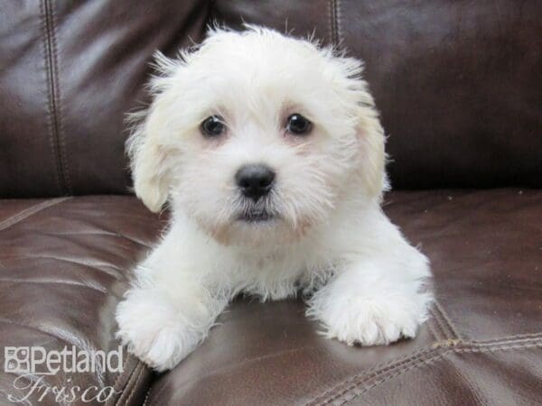 Shih Tzu/Miniature Schnauzer-DOG-Male-White and Apricot-26382-Petland Frisco, Texas