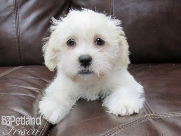 Shih Tzu/Miniature Schnauzer-DOG-Male-White and Apricot-26382-Petland Frisco & Mckinney, Texas