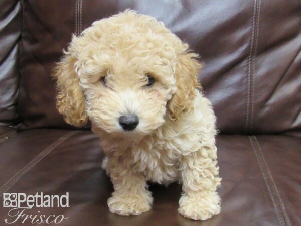 Poochon DOG Female Bicuit 26384 Petland Frisco, Texas