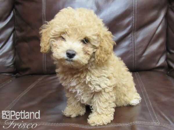 Poochon-DOG-Male-Bicuit-26385-Petland Frisco & Mckinney, Texas