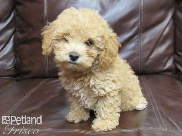 Poochon DOG Male Bicuit 26385 Petland Frisco, Texas