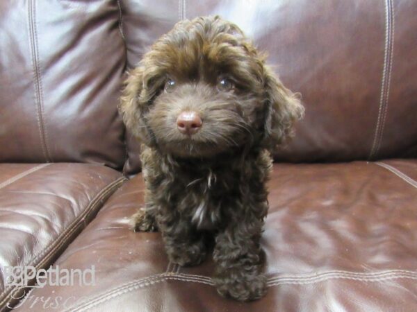 Poovanese DOG Female Chocolate 26386 Petland Frisco, Texas