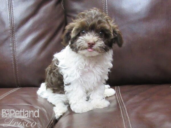 Poovanese-DOG-Female-Chocolate and White-26387-Petland Frisco & Mckinney, Texas