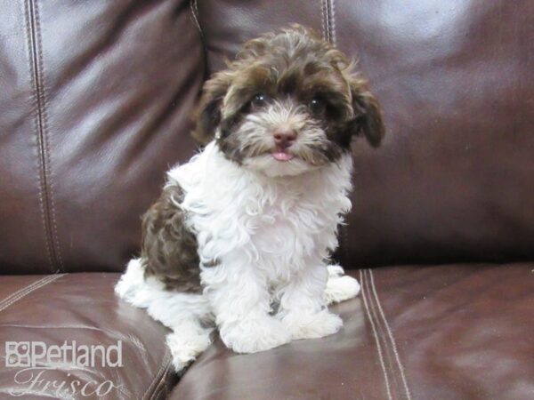 Poovanese DOG Female Chocolate and White 26387 Petland Frisco, Texas