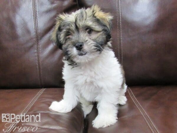 Havanese DOG Male Brown and White 26388 Petland Frisco, Texas