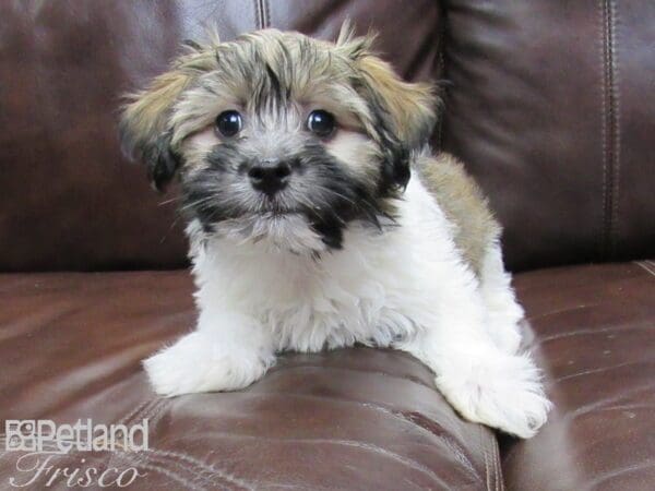 Havanese DOG Male Brown and White 26389 Petland Frisco, Texas