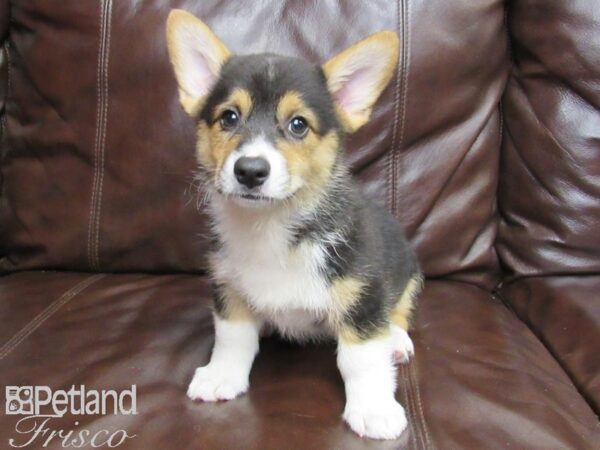 Pembroke Welsh Corgi-DOG-Male-Tri-26390-Petland Frisco & Mckinney, Texas