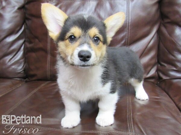 Pembroke Welsh Corgi-DOG-Male-Tri-26391-Petland Frisco, Texas