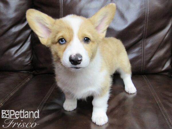 Pembroke Welsh Corgi-DOG-Female-Red and White-26392-Petland Frisco & Mckinney, Texas