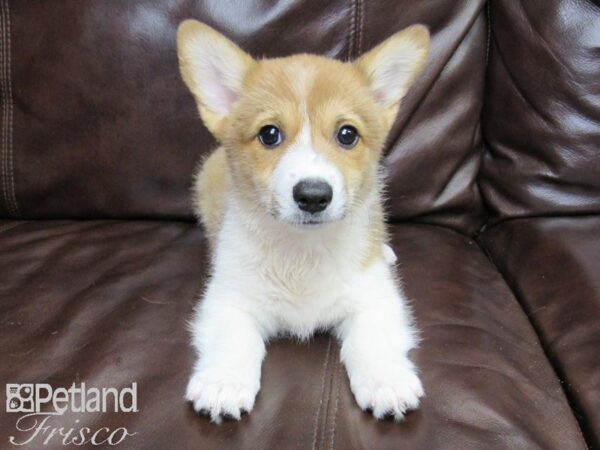 Pembroke Welsh Corgi-DOG-Female-Red-26393-Petland Frisco, Texas