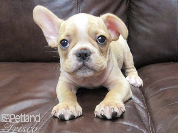 French Bulldog DOG Male Cream 26394 Petland Frisco, Texas