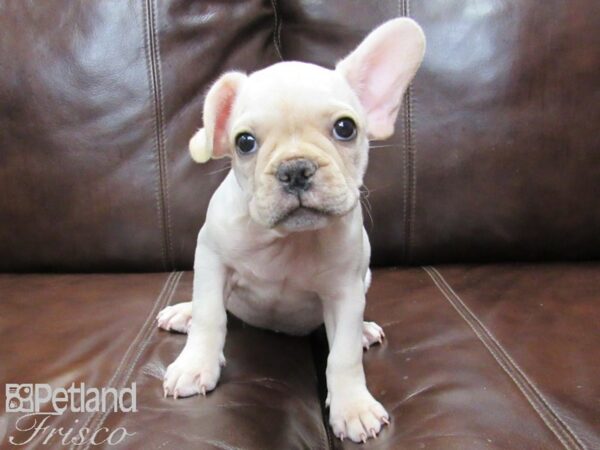 French Bulldog-DOG-Male-Cream-26395-Petland Frisco & Mckinney, Texas