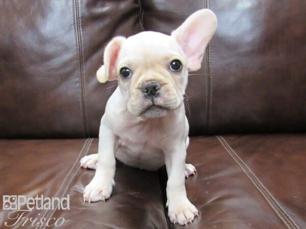 French Bulldog DOG Male Cream 26395 Petland Frisco, Texas