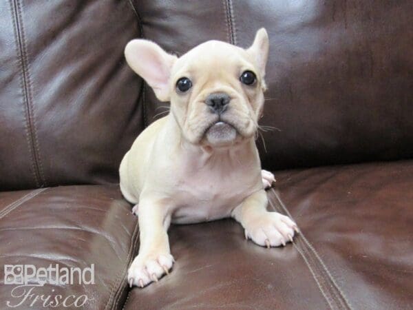 French Bulldog-DOG-Female-Cream-26396-Petland Frisco, Texas
