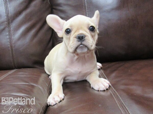 French Bulldog DOG Female Cream 26396 Petland Frisco, Texas