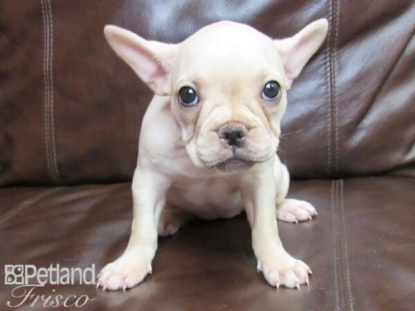 French Bulldog-DOG-Female-Cream-26397-Petland Frisco, Texas