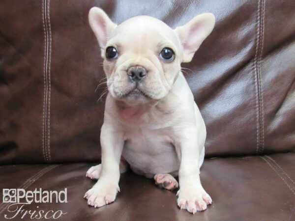 French Bulldog-DOG-Female-Cream-26398-Petland Frisco & Mckinney, Texas