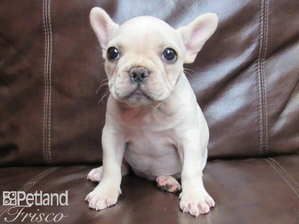 French Bulldog DOG Female Cream 26398 Petland Frisco, Texas