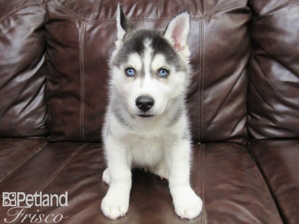 Siberian Husky-DOG-Male-Black and White-26374-Petland Frisco, Texas