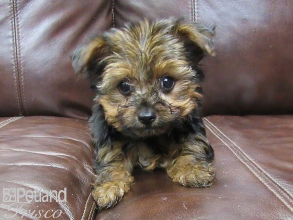 Yorkshire Terrier-DOG-Male-Blk-Tan-26414-Petland Frisco & Mckinney, Texas