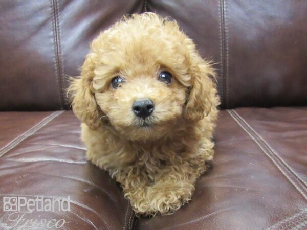 Poodle DOG Female RED 26413 Petland Frisco, Texas