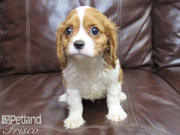 Cavalier King Charles Spaniel-DOG-Male-BLENHEIM-26412-Petland Frisco & Mckinney, Texas
