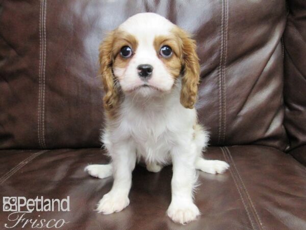 Cavalier King Charles Spaniel-DOG-Female-BLENHEIM-26411-Petland Frisco & Mckinney, Texas
