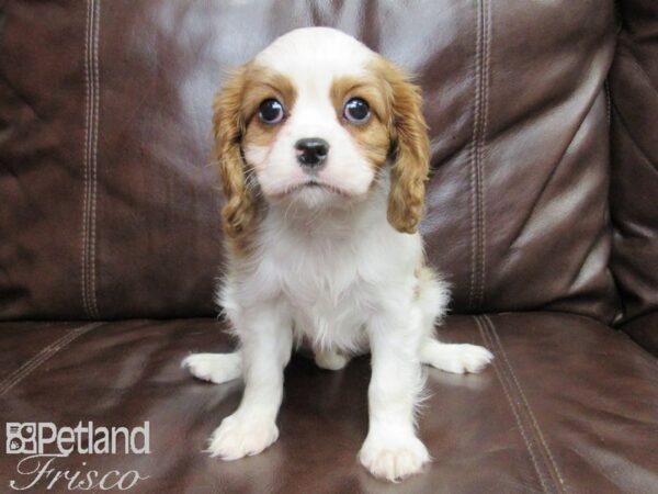 Cavalier King Charles Spaniel-DOG-Female-BLENHEIM-26411-Petland Frisco, Texas