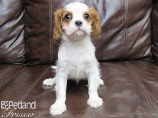 Cavalier King Charles Spaniel DOG Female BLENHEIM 26410 Petland Frisco, Texas